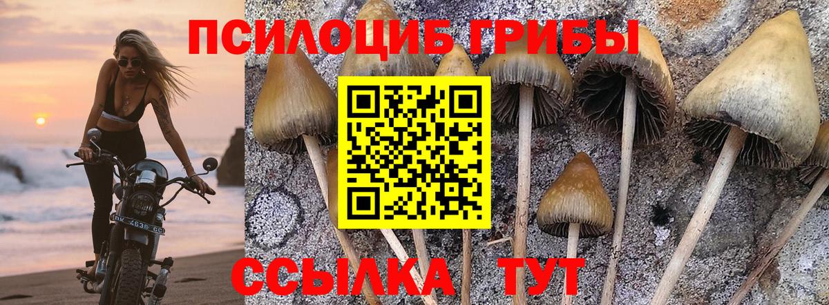 Георгиевск  Псилоцибиновые грибы Cubensis  Вход с VPN 