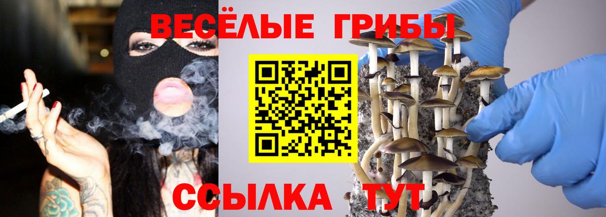 Псилоцибиновые грибы мицелий Георгиевск